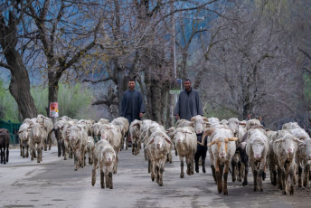 Herders walk with their goats through the village of Laripora to the Lidar River near Pahalgam, Jammu and Kashmir. Tourism and agriculture are the main sources of income for the villagers - Photo By Supermop