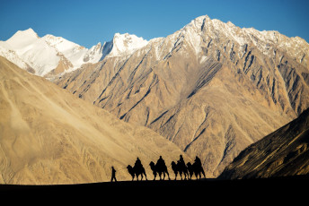 A row of camels with riders are silhouetted against the snow tipped mountains in Leh, Ladakh. This region is the only place where one can see the double humped Bactrian camels that were used on the Silk Road in ancient times  - Photo By  Pisit Rapitpunt