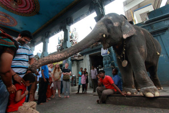 The temple elephant at the Meenakshi Temple blesses the believers in Madurai © AJP