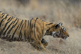 Wild Bengal tigress also known as Panthera Tigris walks towards her prey at Ranthambore National Park, India © Raju Soni / Best of North and South India Tour
