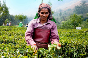 A working woman pick a tea leaves at a plantation in Munnar, Kerala which is about 8000 ft above sea level © Aleksandar Todorovic