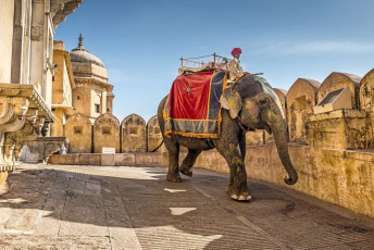 A Mahout at the Amber Fort sits on the back of his decorated elephant and gets ready to ride a new group of tourists, Jaipur, Rajasthan, India. © AlpamayoPhoto / Best of North and South India Tour