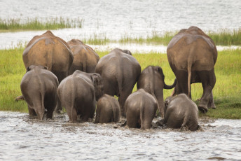 A small herd of elephant bathing in a river in the Minneriya National Park in Sri Lanka. The park is famous for its huge elephant migration © Jerome Rothermund