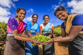 Tea leave harvesting is done by hand mostly by Tamil women. Work on plantations and small holdings is the main source of income for thousands of Sinhalese © Bartosz Hadynyah