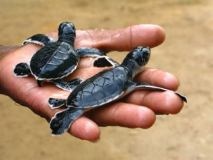 Newly hatched hawksbill turtles. Sri Lanka is home to seven species of marine turtles including the near extinct olive ridley - Photo By Estrella Buena