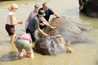 Tourists delight in touching an elephant relaxing in a mud bath after a day’s
work taking visitors on safari through the grasslands next to the river Rapti
in Chitwan National Park. The park is located in the terai area in the
Narayani district. The Indian elephant is smaller than its African brother
and belongs to the species Elephas maximus indicus. © rweisswald