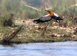 A ruddy shelduck ascends from the water in Chitwan National Park. This
waterfowl is quite distinctive with its beautiful orange/brown body plumage
and black tail feathers. © Ian Hromada