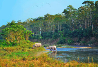 Two Asian rhinos crossing a shallow river in Chitwan Park. The park is home
to the largest population of these one-horned animals in the world. © maroznc
