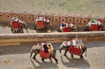 A number of passengers loaded on the elephants take rides in the area at Amber Fort, Jaipur, Rajasthan, India © Nadezda Stoyanova