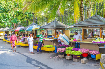 Vendors at the Kandy Flower Market, one of the more than 130 such markets in Sri Lanka © Efesenko