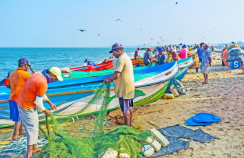 Fishermen separating fish from the nets after their early morning catch on a beautiful beach in Sri Lanka © Efesenko