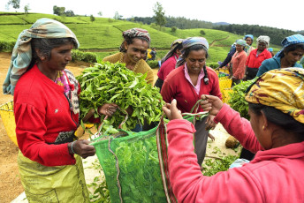 Female workers picking bags full of young tea leaves. Nuwara Eliya is famous for its many tea plantations, Sri Lanka ©Fmajor