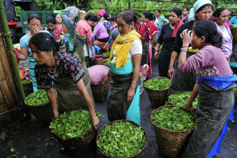 Indian women holding fresh tea leaves in baskets in a lush green tea plantation area nestled amidst Darjeeling which produces one of the best tea leaves in the world, Darjeeling, West Bengal, India. © TPhotography  / Kolkata Darjeeling Sikkim Tour