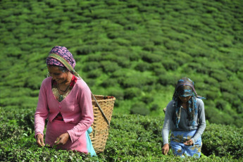 Women  labour at tea plantation in Darjeeling