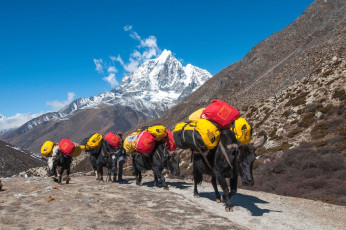 A caravan of yaks carrying trekkers’ bags on the way between Dingboche and Chukhung on the Everest Base Camp trail. These amazing pack animals can walk up to 18.5 mi./30 km a day carrying heavy loads weighing up to 176 lbs./80 kg © sihasakprachum