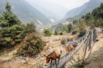 Horses with supplies cross a suspension bridge over a gorge on Day 1 of the trek to Everest Base Camp in Nepal © scottiebumich