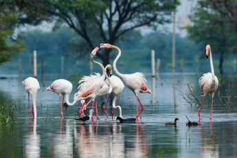 Flamingos and other water birds wade together at Keoladeo National Park, Bharatpur © Sourabh Bharti/ Shutterstock