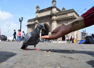 A visitor feeds a pigeon at Gateway of India, Mumbai © Kunal Mahto / Shutterstock