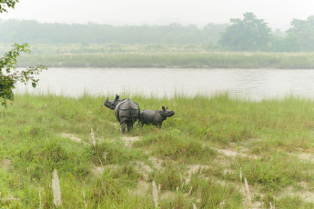 A small one horned Asian rhino family, mother and cub, are interrupted in their grazing at the approach of an elephant safari in Chitwan National Park. 
These animals are an endangered species but have found sanctuary in this park where they are carefully monitored © Em Campos