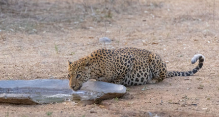 A male leopard quenches its thirst in the Ranthambore National Park. Although the park is known for its large population of tigers, it also has a number of Indian leopard, Rajasthan © Abhishek Mittal