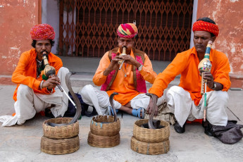 Three snake charmers play on their pungis, reed instruments carved from gourds, to hypnotize snakes. Snakes can barely perceive sound, so it is not the music but the movements the charmer makes with his punji that mesmerize them, Agra © Eterovic