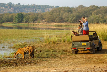 Tourists in an open jeep take pictures of a Bengal tiger in the Ranthambore National Park in Rajasthan. The park was one of the initial Project Tiger reserves and visitors have a god chance of spotting tigers when taking a safari in the park © David Crossland