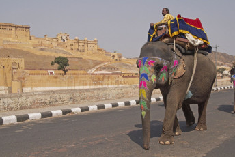 A traditionally decorated elephant riding the tourists on its back on the road of the Amber Fort in Jaipur, Rajasthan, India © JeremyRichards