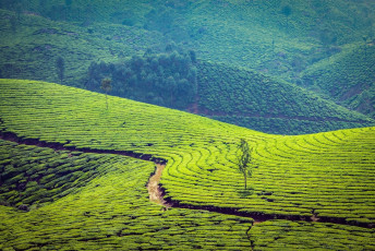 The sprawling, lush green tea plantations of Munnar, perched at an altitude of 8000 ft. above sea levels