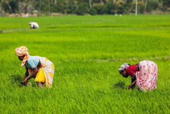 Women farmers working in rice fields - the source of South India’s highest consumed grain.