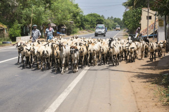 A herd of goats crosses the road leading to Thekkady led by two men. Rearing cattle and sheep is a commonly practiced commercial activity around the region.