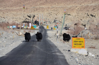 Three yaks walk past an interesting sign on a road in the Nubra Valley © Adolfo Castro Dominguez
