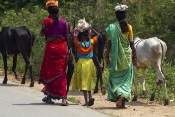 Three Indian women wearing colorful saris take a stroll along the road near the Nagarhole National Park And Tiger Reserve, Karnataka, India © SerengetiLion
