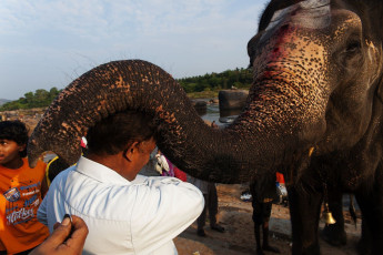 Lakshmi, known as the famous elephant in Hampi, blesses an Indian Hindu man along the banks of the River Tungabhadra, located in Hampi, Karnataka, India © Serengeti Lion