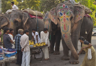 A Woman and the locals feed bananas and other morsels to a painted elephant on the street outside a Hindu temple in Udaipur, Rajasthan, India. © JeremyRichards