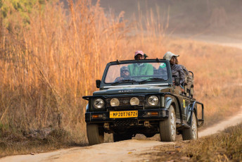 A scene of Jungle safari wherein a Jeep is laden with visitors goes on a search for Tigers amidst the jungle of Kanha National Park, Madhya Pradesh, India. © cornfield