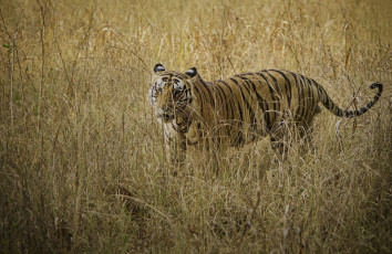 A wonderful sight of a Tiger amidst the grass in the Jungles of Kanha Tiger Reserve, Madhya Pradesh, India. © Santanu Banik