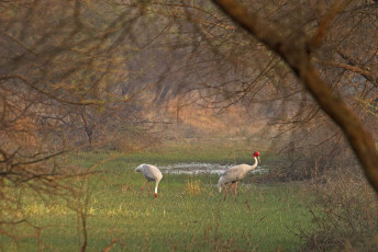 A mesmerizing sight of the Jungle which features two Storks strolling around in the Keoladeo National Park, located in Rajasthan, India