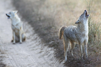 Two jackals roar in its habitat amidst the jungles of Kanha National Park, located in Madhya Pradesh, India © Leslie Brinza