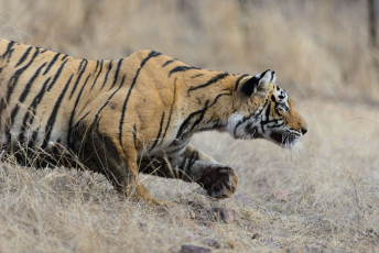 Wild Bengal Tigress also known as Panthera Tigris chases to catch her prey in the Ranthambore National Park, Rajasthan, India. © Raju Soni