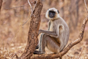 A view of the Jungle where a Gray Langur, also called Hanuman Langur is sitting on a dried branch and looking towards the photographer in Bandhavgarh National Park, Madhya Pradesh, India. © Travel Stock