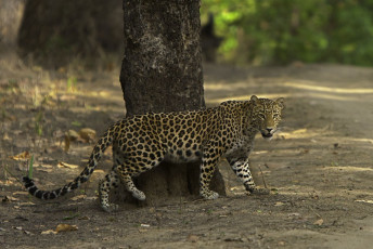 A sight of Indian Leopard which is one of the big cats takes a stroll in its habitat in the Jungles of Kanha Tiger Reserve, Madhya Pradesh, India. © Santanu Banik