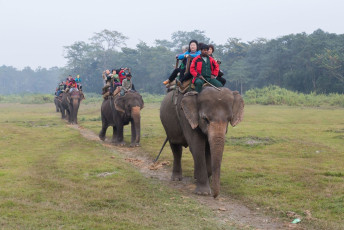 A number of tourists on an elephant ride in Chitwan National Park, Nepal. The elephant safari is one amazing experience and it doesn't take too long to spot at least a rhino in the forest © Oliver Foerstner
