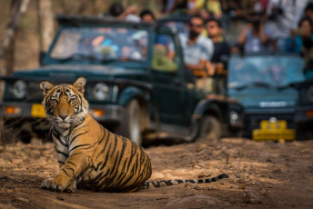 Undeniably the main attraction in the Ranthambore National Park and Tiger Reserve is the Bengal tiger. Here a cub lies in the road oblivious of the excited tourists - Photo By  Sourabh Bharti