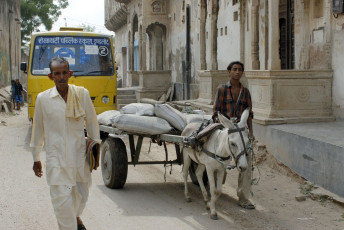 A scene of everyday life, where a man takes his bullock cart through the streets in Mandawa. Mandawa is a town in Jhunjhunu district of Rajasthan known for its fort and havelis. © marianoblanco