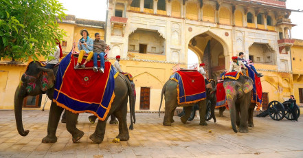 Traditionally decorated elephants carry the foreign passengers with the guide guiding them through the gate at Amber Fort in Jaipur, Rajasthan, India. © Moroz Nataliya