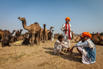 Men with their camels sit and wait at the Pushkar Annual Camel Fair, one of the world’s largest livestock fairs. © Dmitry Rukhlenko