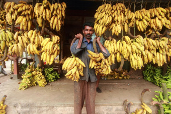 Smiling for the camera, a banana seller at a vegetable market in Alleppey proudly shows two huge bundles of plantain bananas, which is the most popular fruit in Kerala. Banana along with Jackfruit are the staples of Kerala © AJP