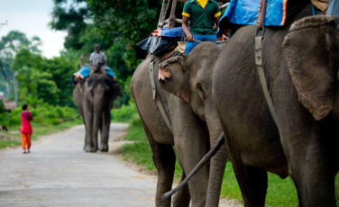 Riders on elephant backs guiding their way on a road in Kerala. © oceanfishing