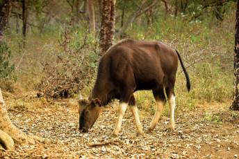 A juvenile Indian Bison or Gaur (Bos gaurus) enjoying the leaf litter in its natural forest habitat during the dry summer months in the Chinnar Wildlife Sanctuary © AjayTvm / Shutterstock