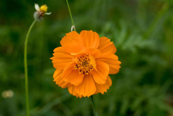 A beautiful orange Sulfur cosmos (Cosmos Sulphureus) or Spanish needle flower at Pollachi inTamil Nadu, India © Mishna / Shutterstock